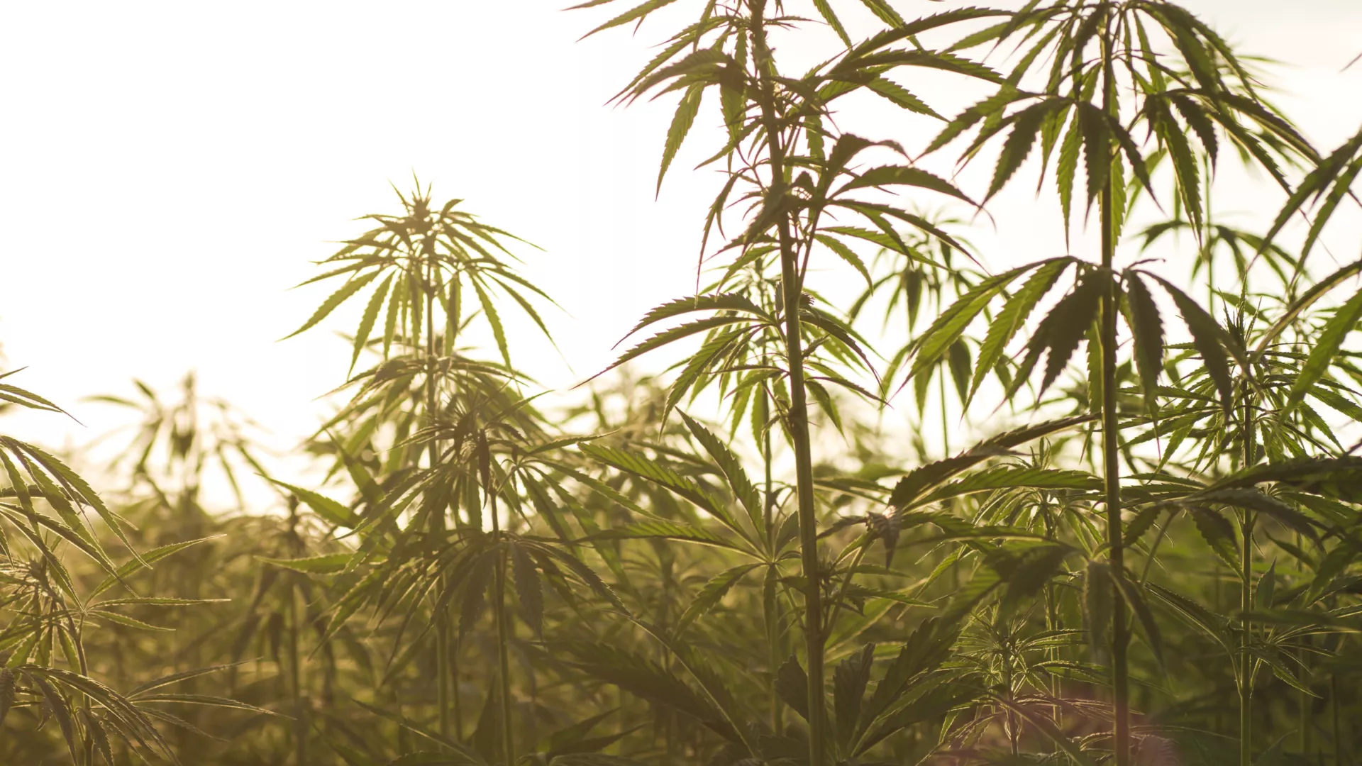 В Копейске уничтожили частную плантацию конопли