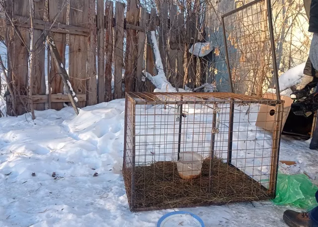 В Копейске в наступившем году отловят рекордное количество бездомных животных