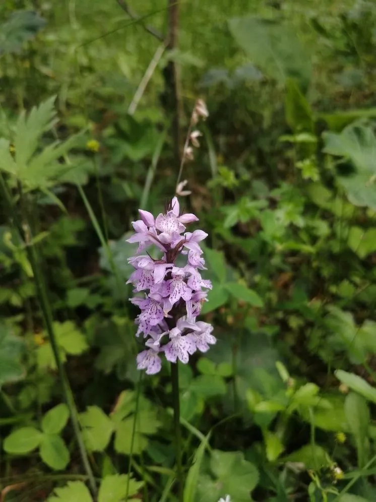 Редкая орхидея расцвела на Таганае