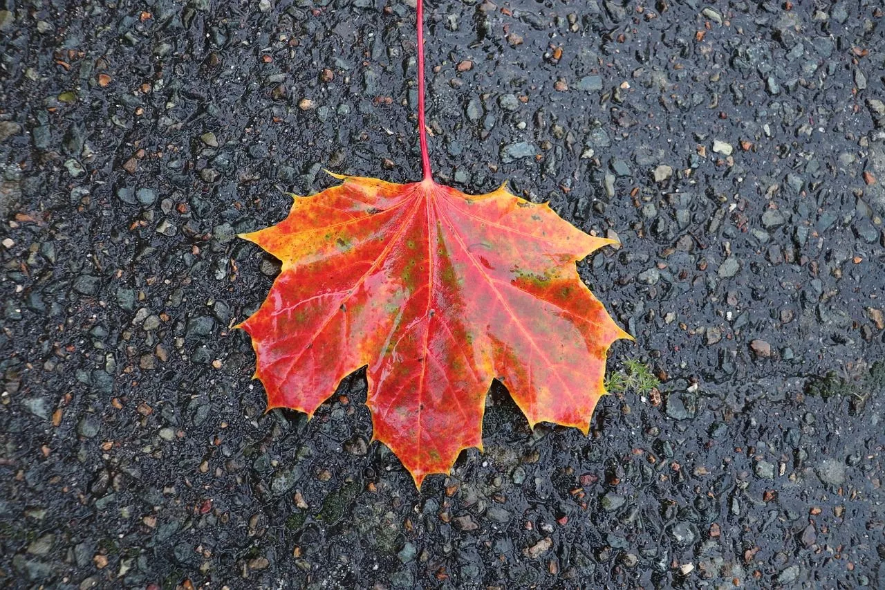 В Челябинской области 19 машин совершили ДТП из-за битума