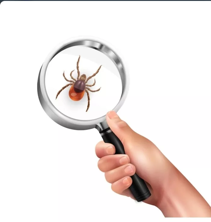 На Южном Урале, в том числе и в Копейске, с начала сезона от укусов клещей пострадало более десятка жителей