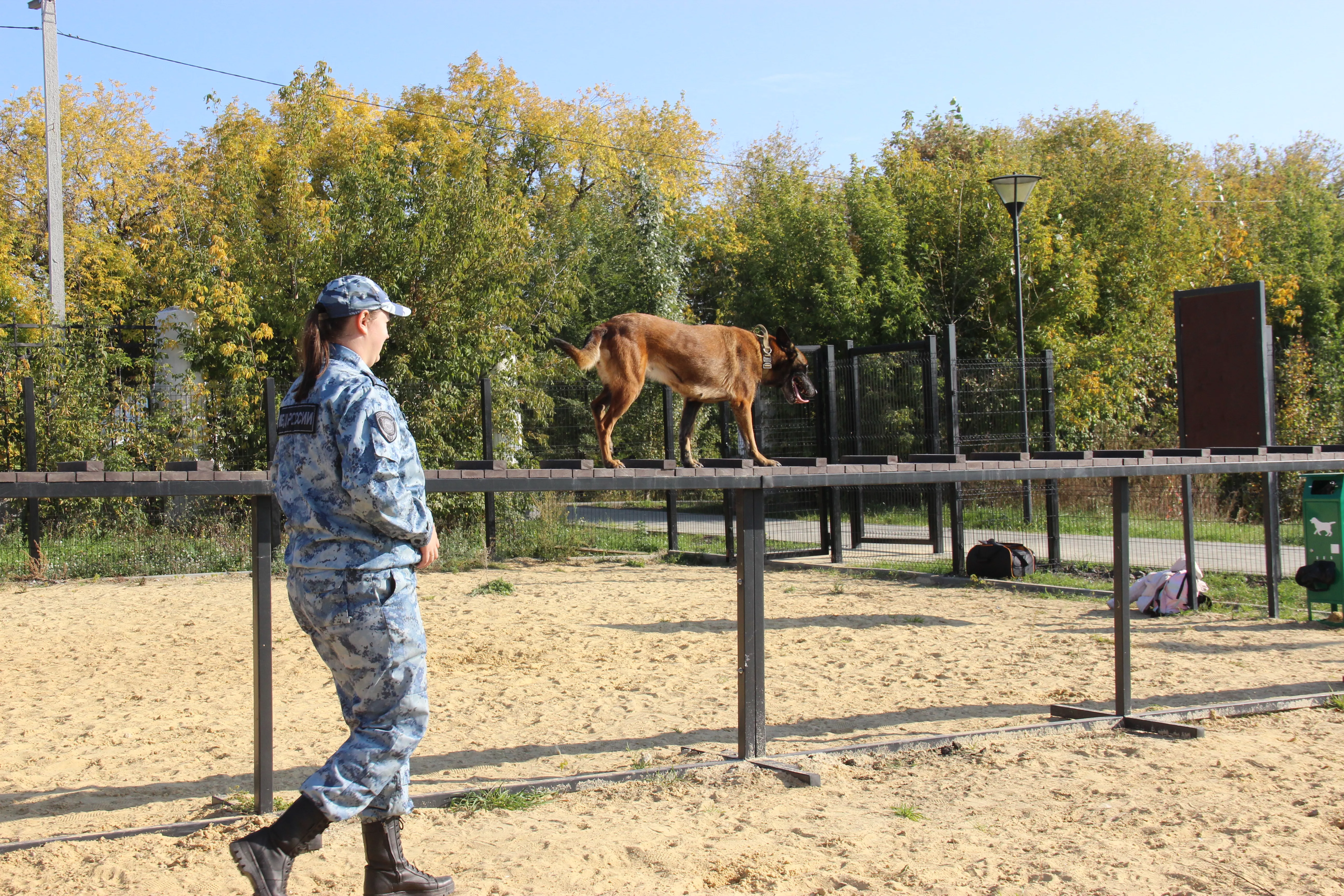 В России утвердили ГОСТ для собачьих площадок