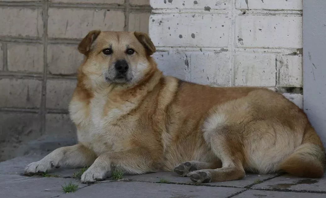 Жителя Челябинска осудили за жестокое обращение с животным  