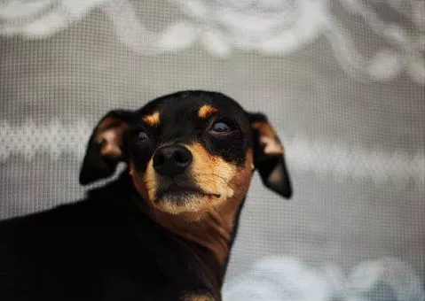 Работницу детсада в Челябинске осудят за убийство собаки