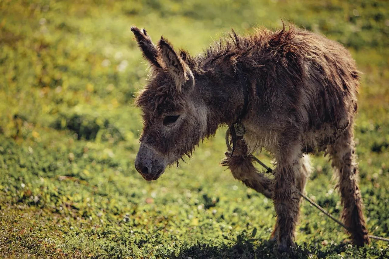 Карен Даллакян подарил копейчанам ослика Гавроша