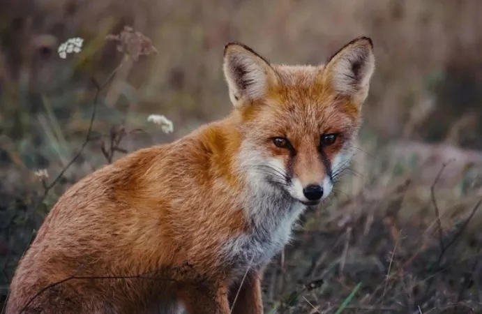 На дороге между Копейском и поселком Бажово была сбита лиса