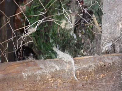 Следы копейской "чупакабры"