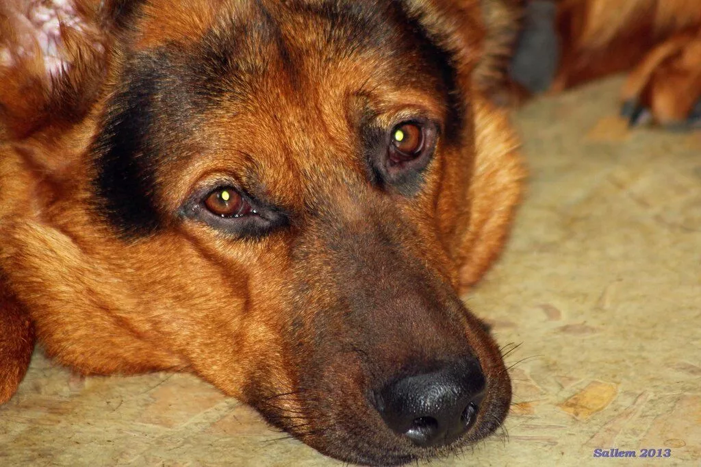 Животное. Копейчанин убил и съел собаку