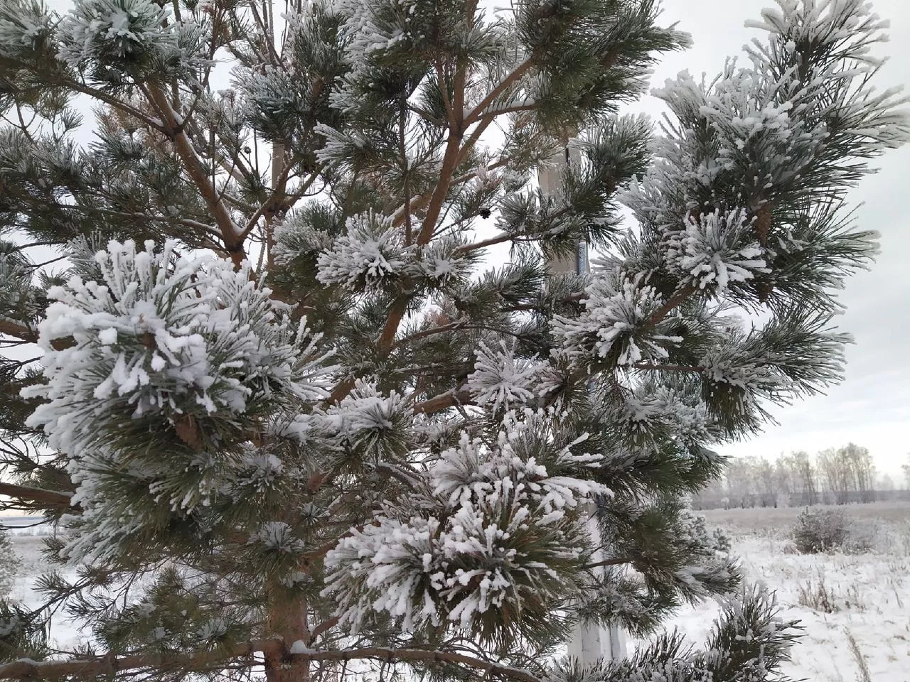 В Челябинске отменили занятия школьников до 11 класса