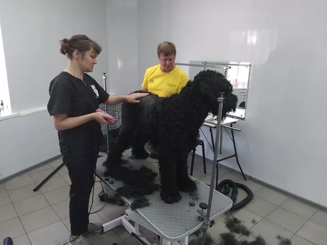 Как работают грумеры – парикмахеры для животных