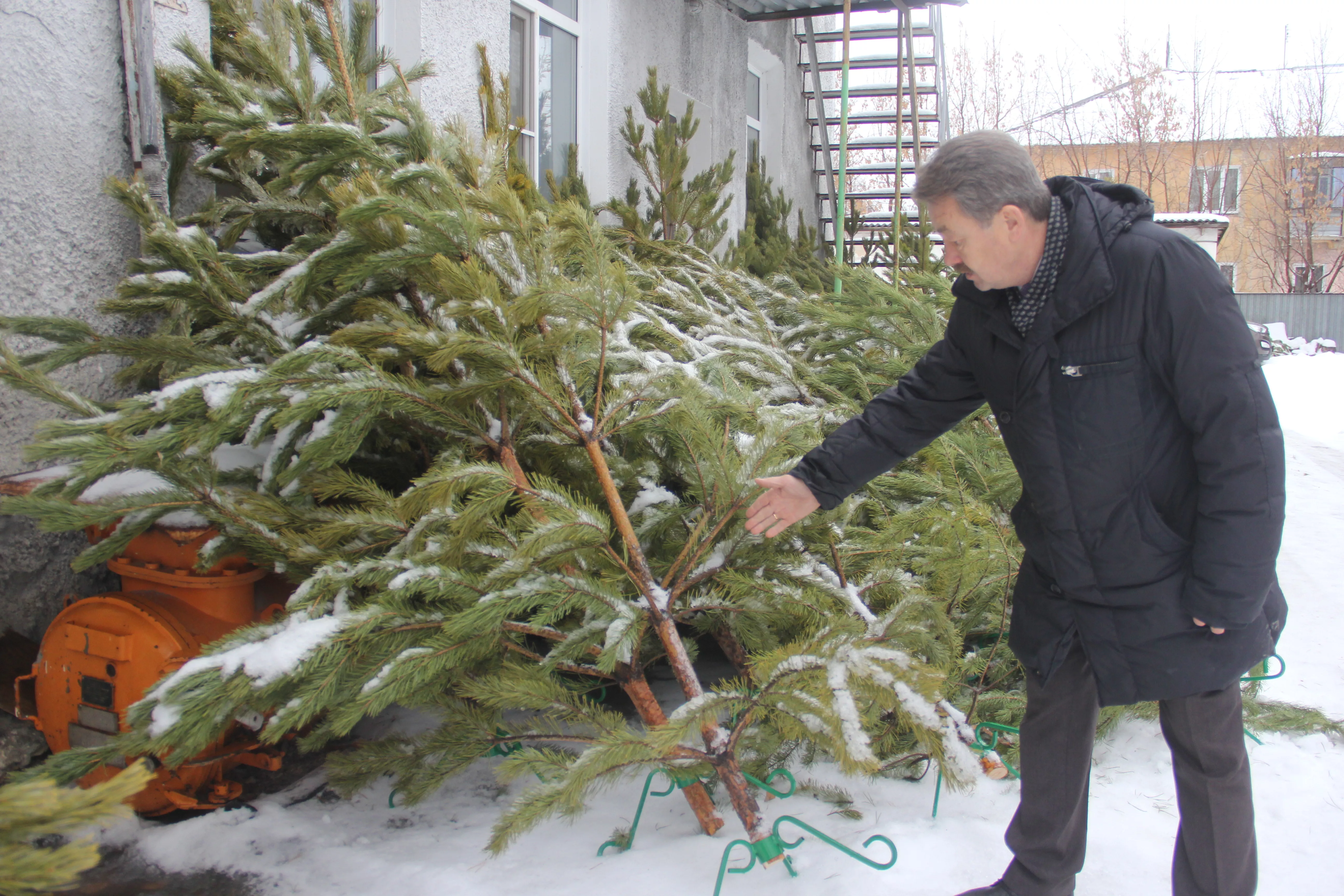 Семьи мобилизованных копейчан получают к Новому году в подарок живые елки
