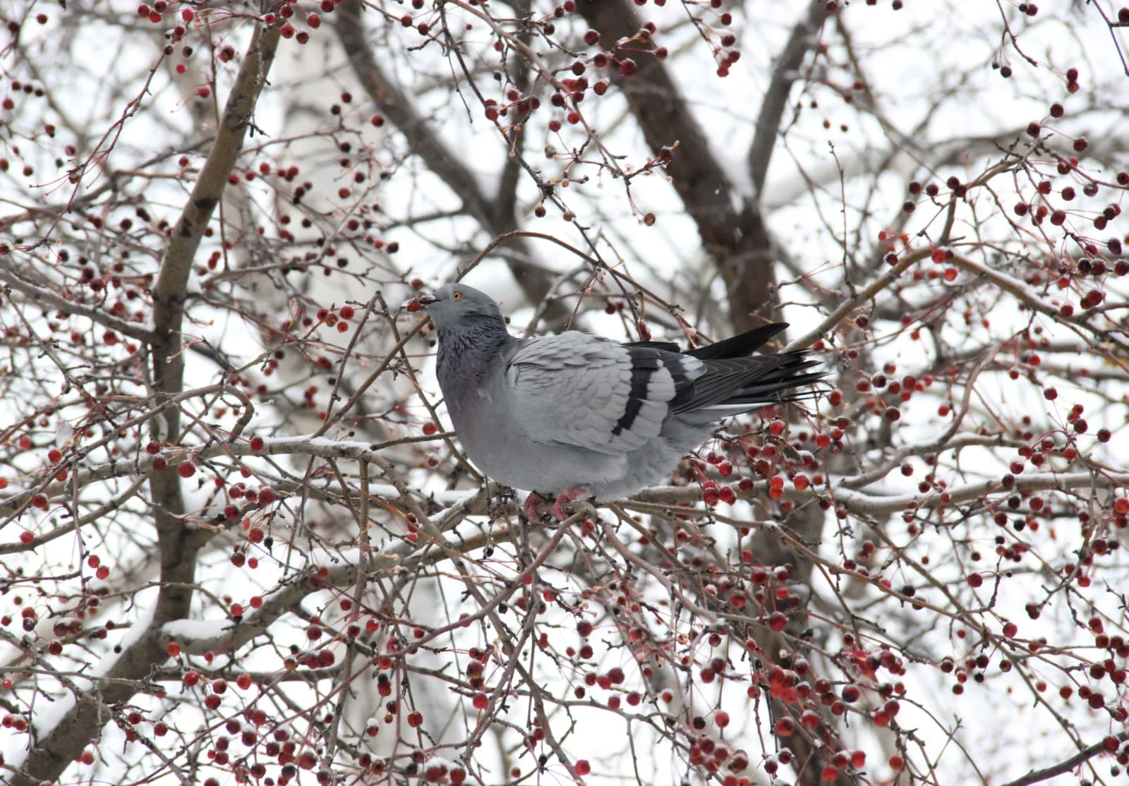 В Копейск придут минусовые температуры