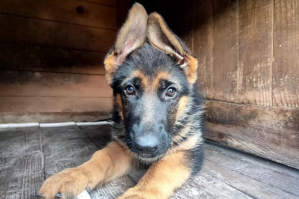 15 будущих служебных собак готовятся к работе в питомнике ГУФСИН Челябинской области