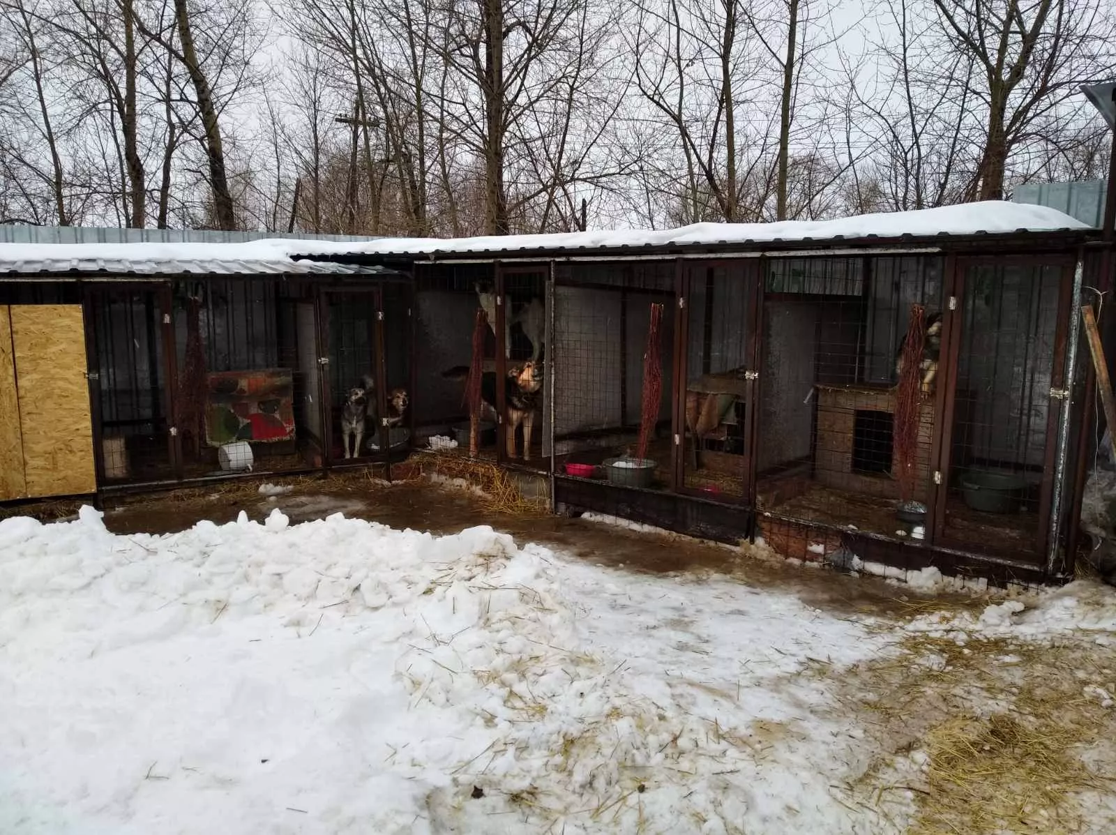 Эксперты проверили работу пункта по отлову животных в Копейске