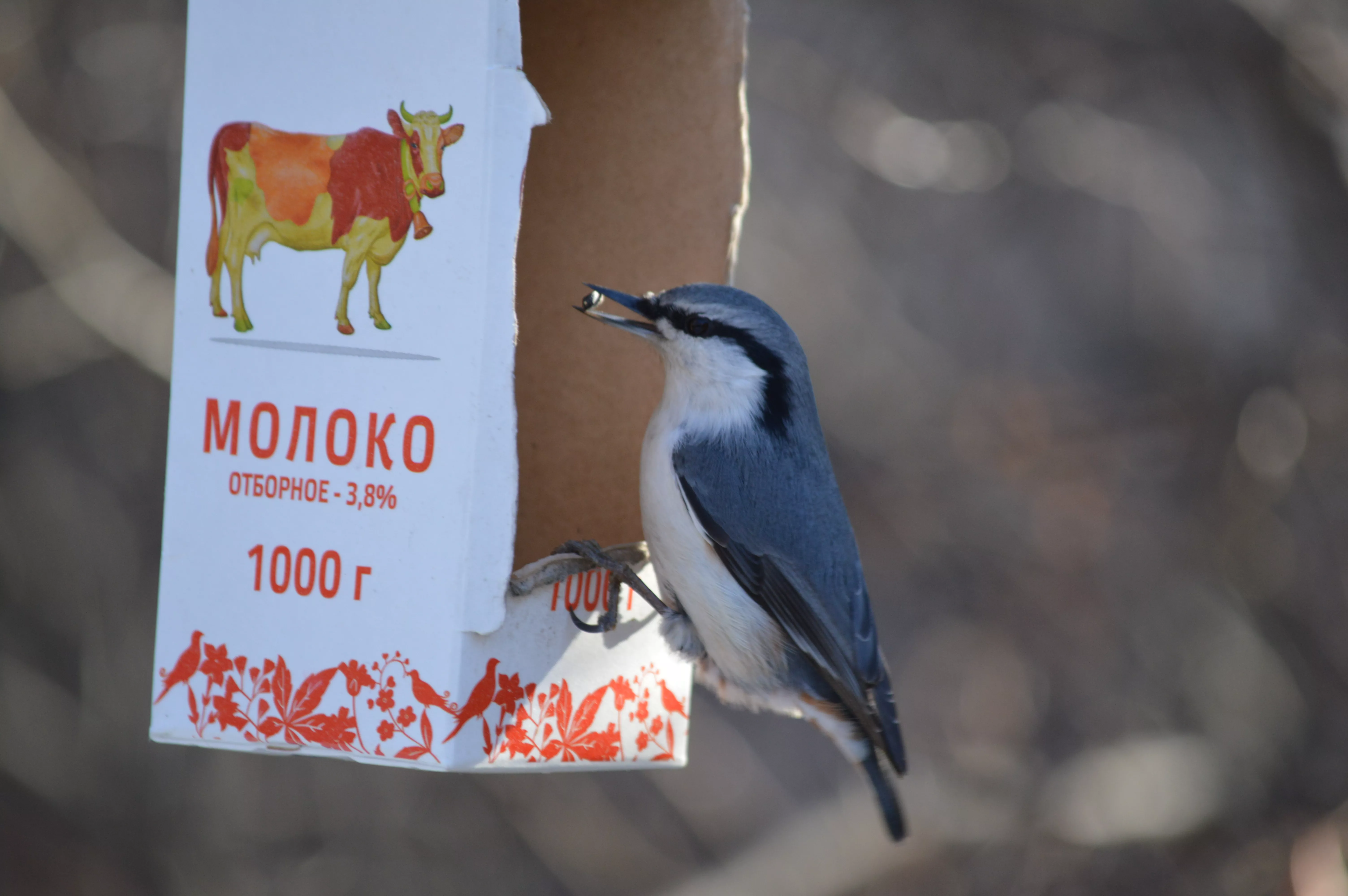 Международный день птиц: история, значение и охрана редких видов