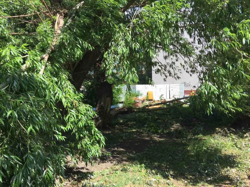 Ураганный ветер продолжает ломать деревья в Копейске