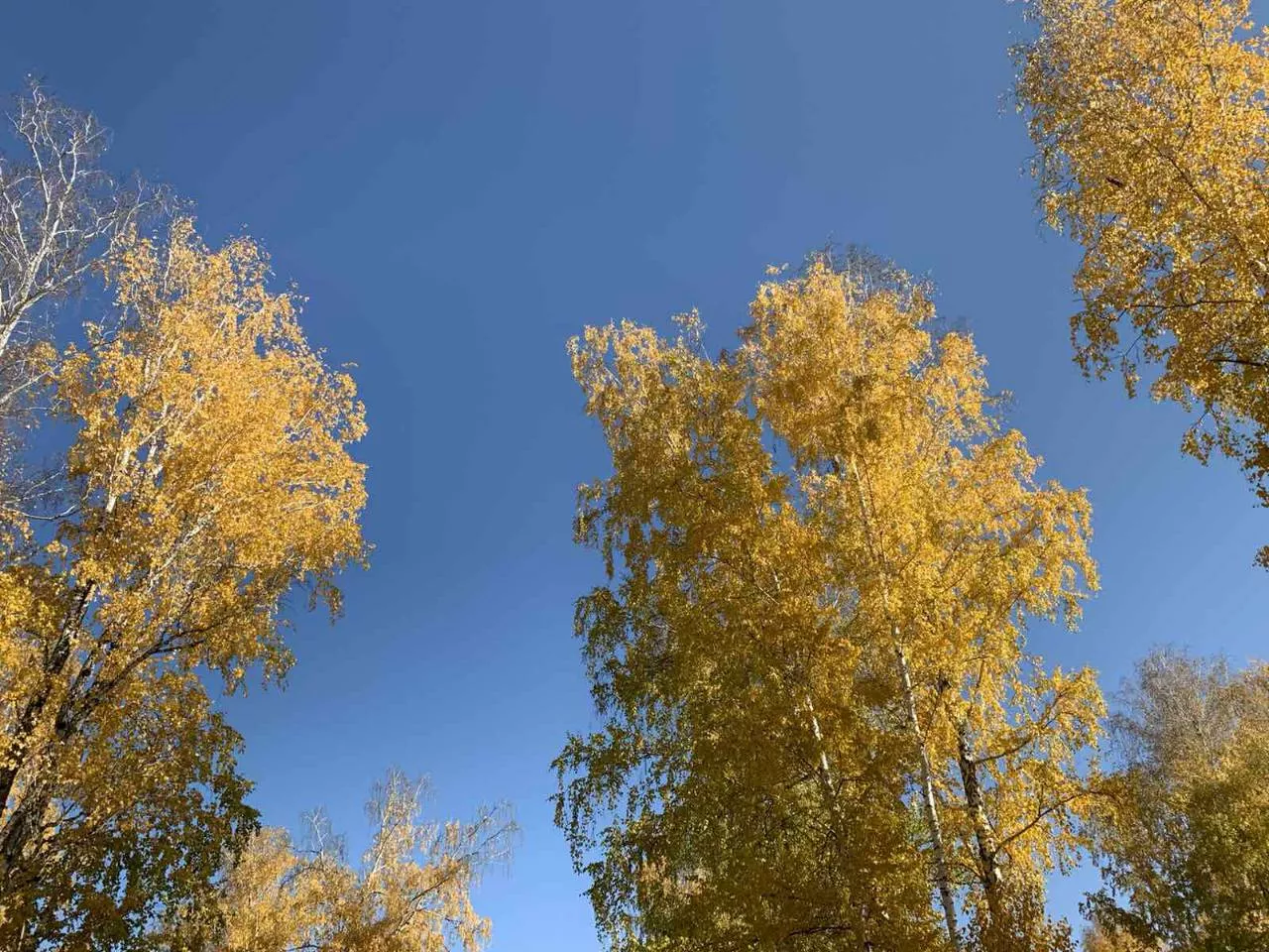 Конец октября напугает копейчан жарой и ветром