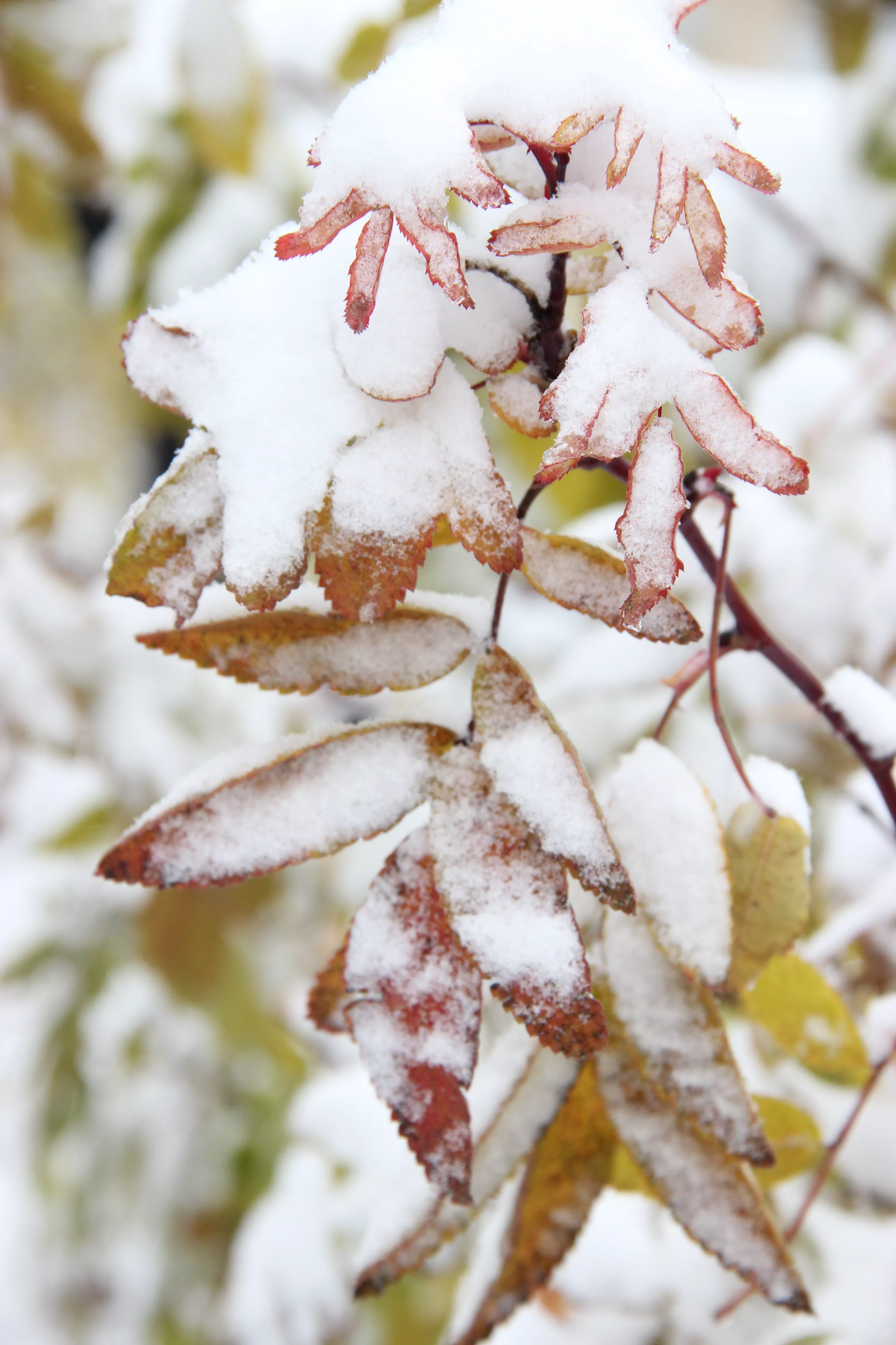 В Копейске ежедневно выполняется расчистка автодорог и тротуаров от снега