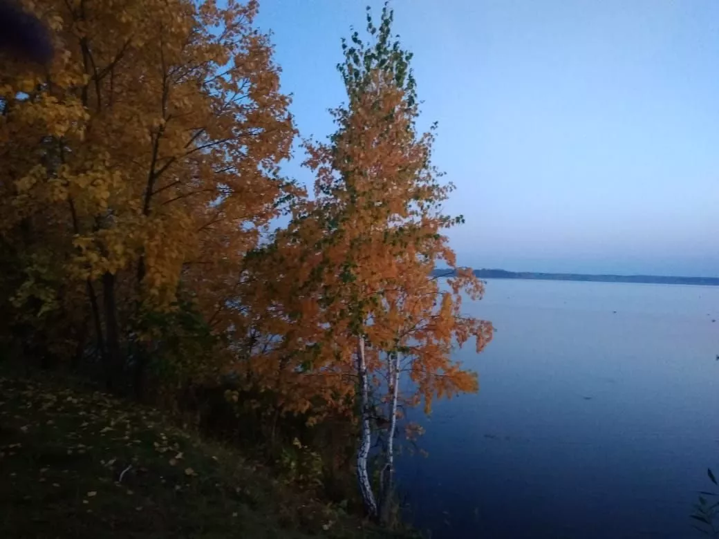 Житель Челябинской области задержан за незаконную рубку берез в Еткуле
