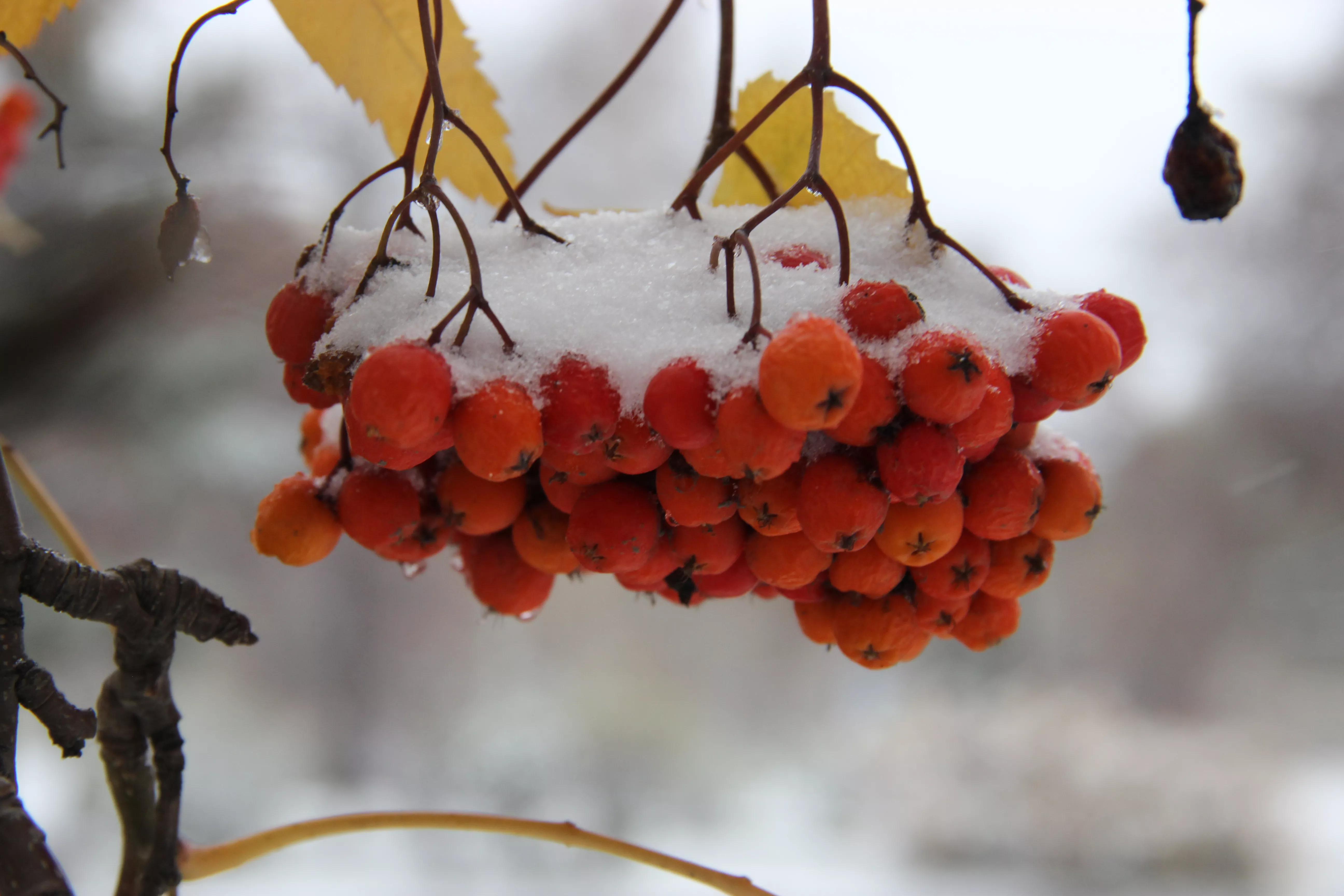 Потепление до +9 ожидается в Копейске