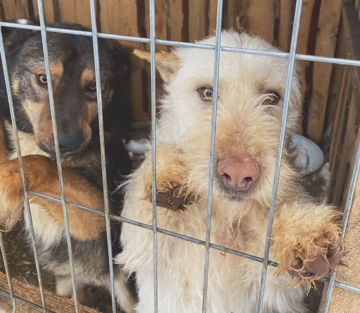Копейский приют нуждается в помощи