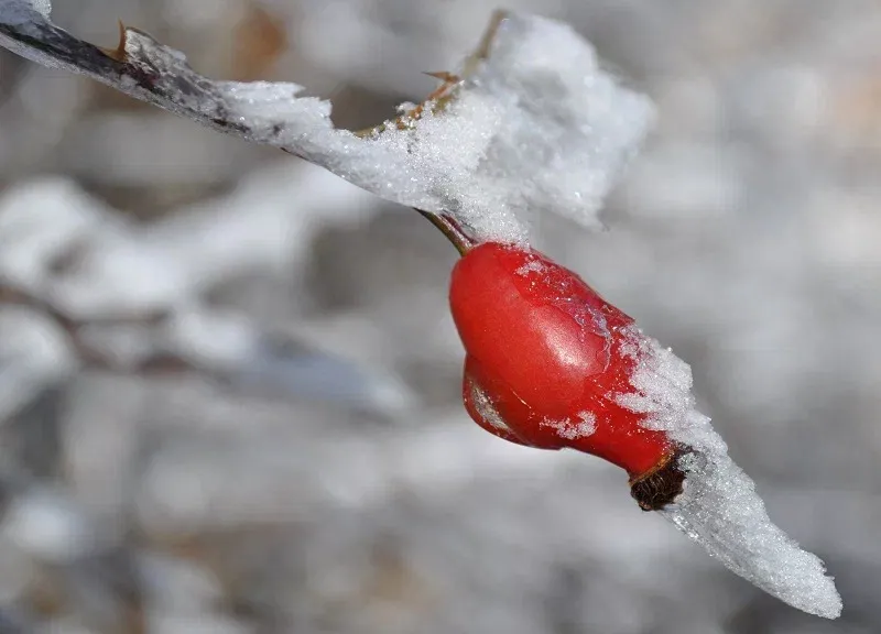 В Челябинской области сохраняются аномальные холода