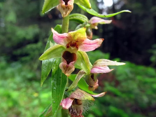 "Русская орхидея" зацвела на Таганае
