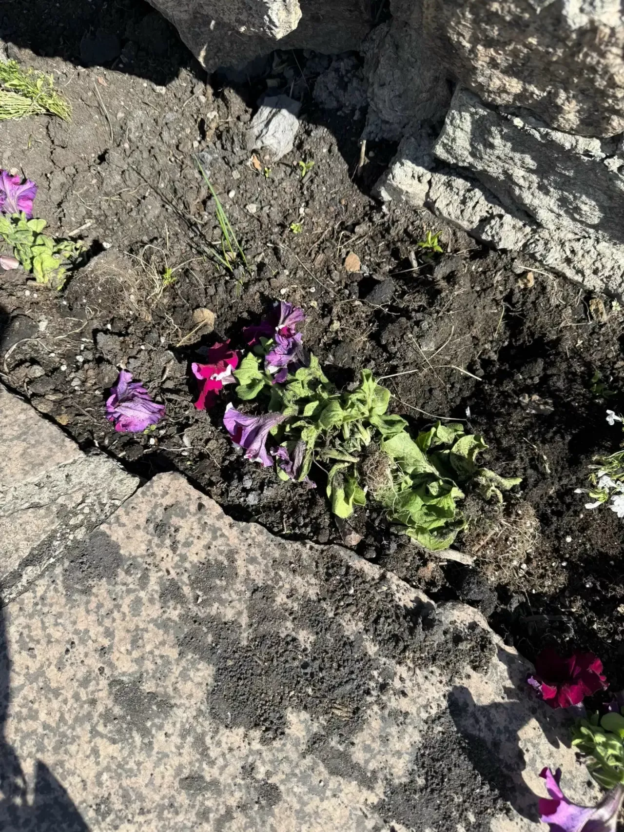 В Копейске страдают городские клумбы