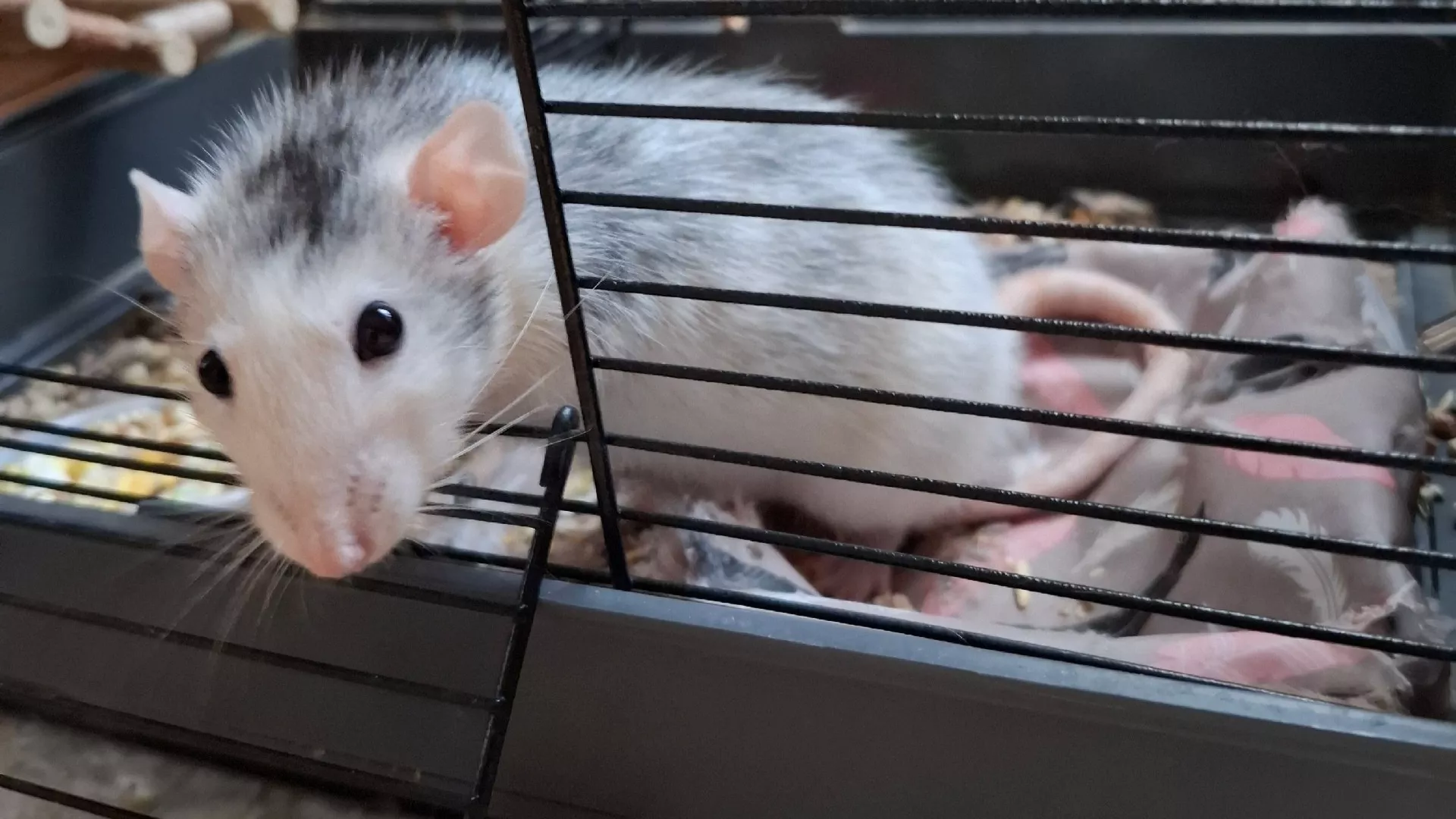 Роспотребнадзор рассказал, что делать при укусе грызуна