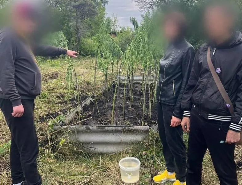 Полицейские задержали жителя Копейска, вырастившего больше 20 кустов конопли
