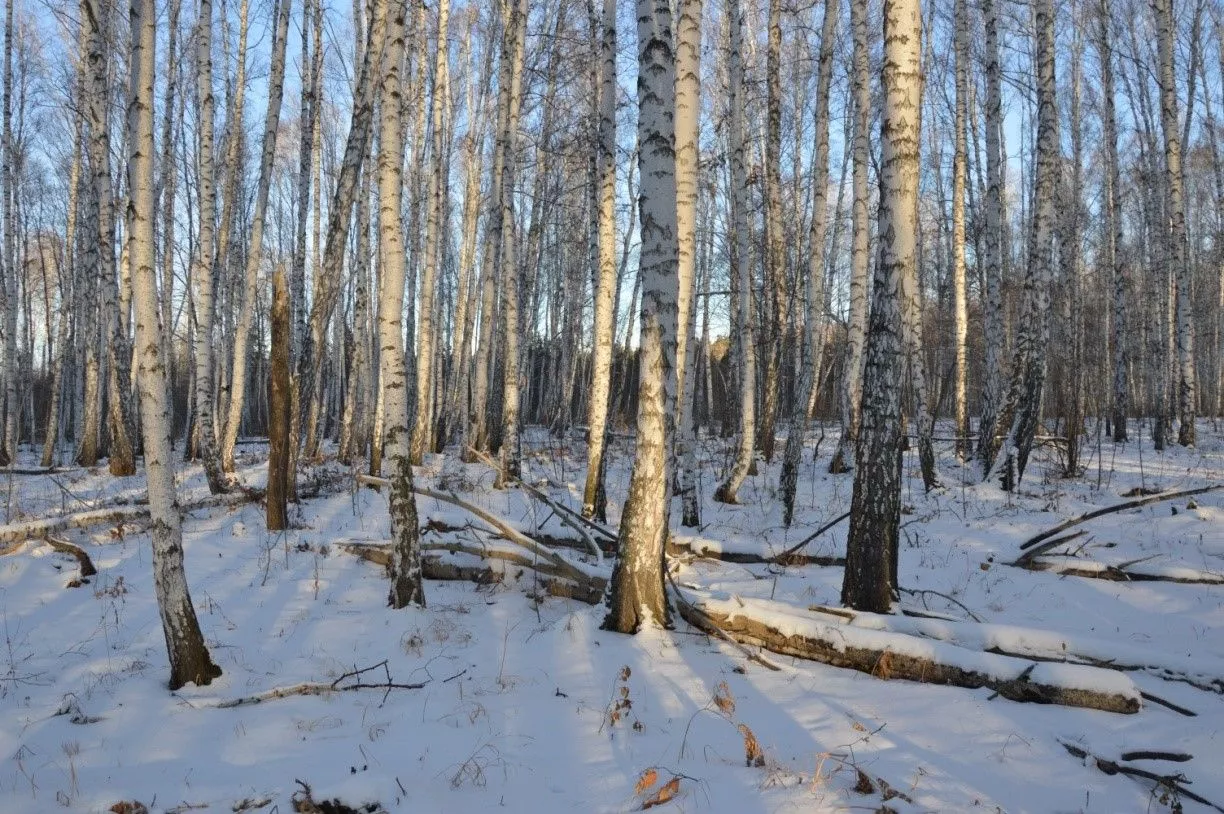 Активисты движения «За правду» расчистят челябинский бор от мусора