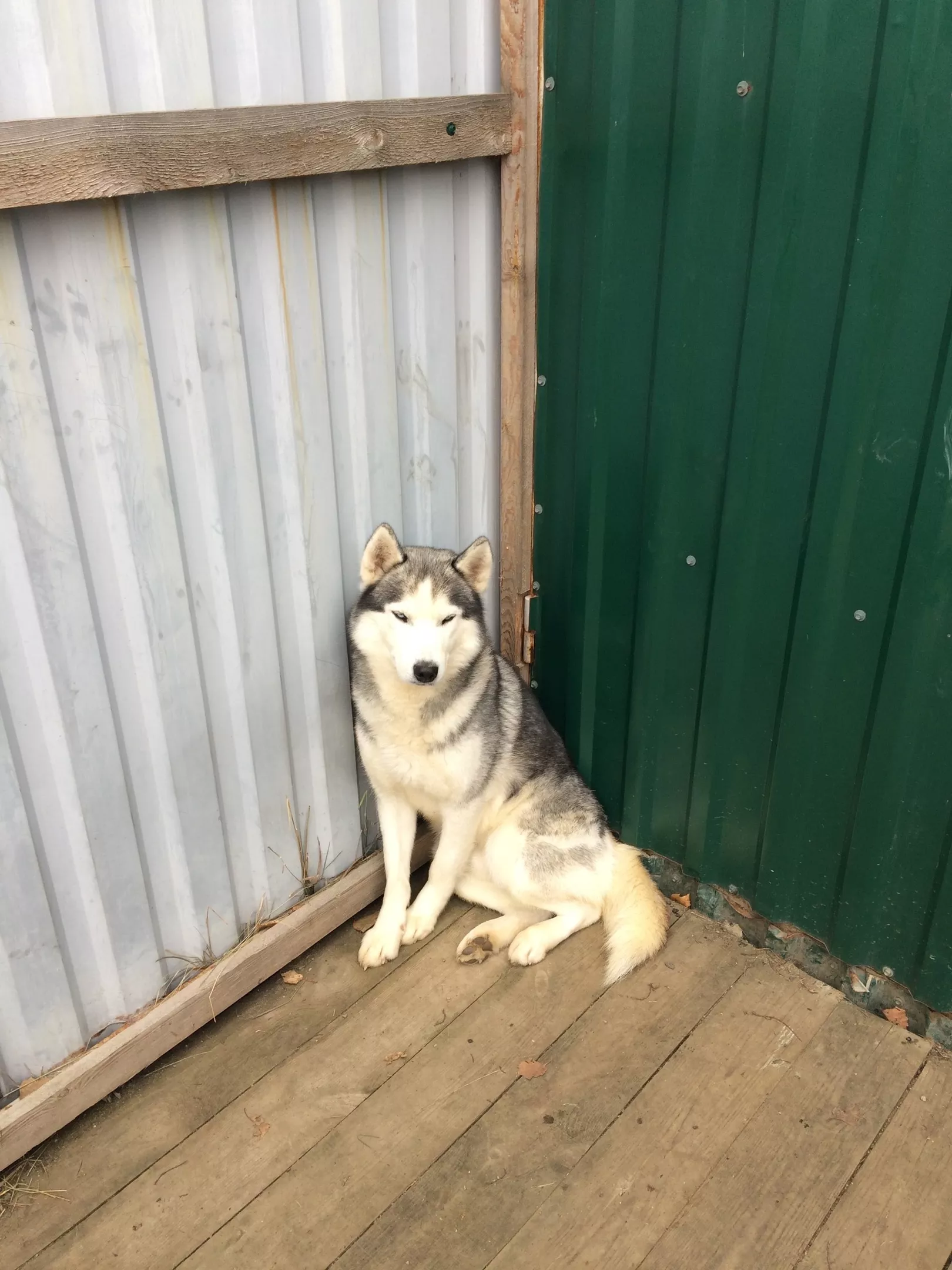 Закон, защищающий животных от людей и людей от животных