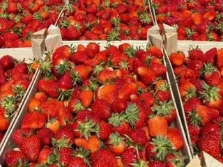 Через Челябинскую область провезли полторы тысячи тонн импортных овощей