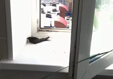 стриж лежит.jpg