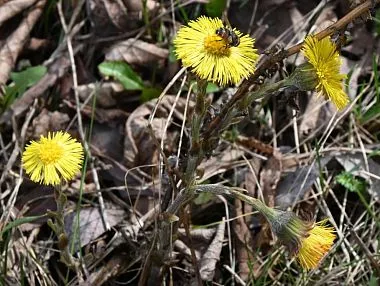 Жара не отступает: в Копейске ожидается аномально теплая погода