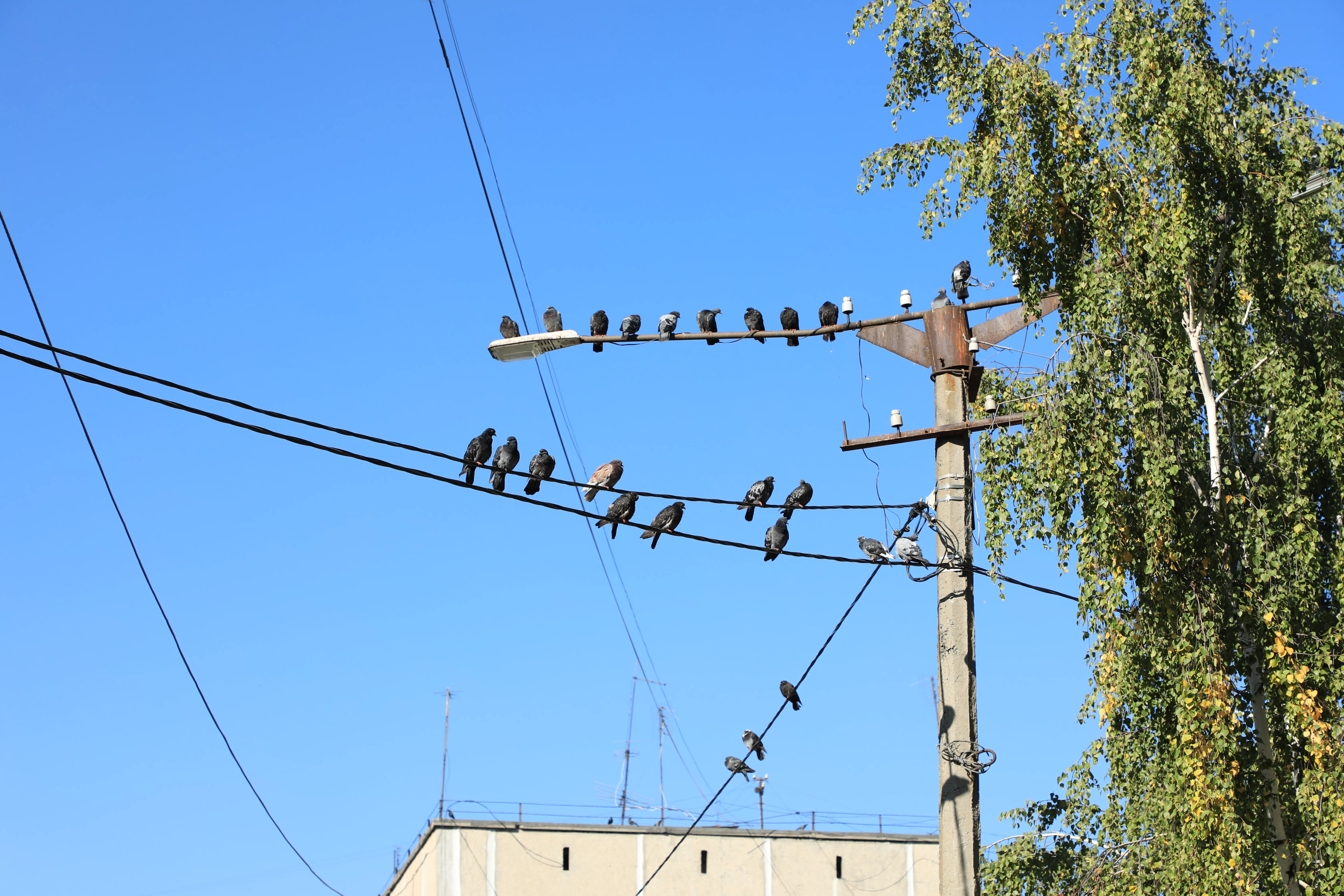 В Копейске продолжаются работы по обрезке аварийных деревьев