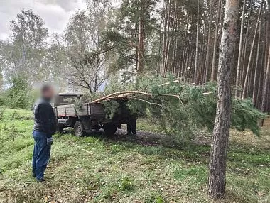 В Копейске задержан подозреваемый в незаконной вырубке леса