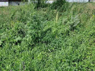 В Копейске в ходе операции «Мак‑2026» уничтожили посевы наркосодержащих растений