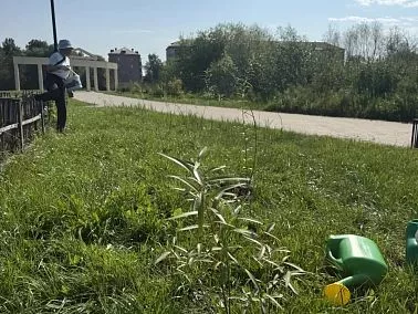 В парке Победы высадили новые ивы