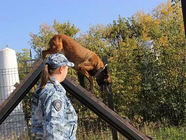 В Копейске открылась современная площадка для выгула и дрессировки собак