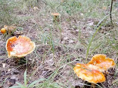 Количество потерявшихся в лесу неуклонно растет