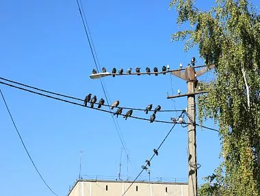 В Копейске продолжаются работы по обрезке аварийных деревьев