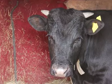 В Копейске проводится обязательная процедура маркировки сельхозживотных