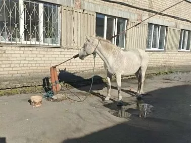  В Копейске полицейские вернули хозяину украденного коня