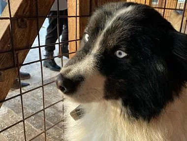 В Копейске продолжается работа по отлову бездомных животных