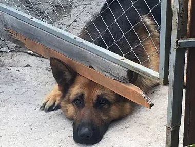 34 бездомные собаки отловлены в Копейске с начала лета
