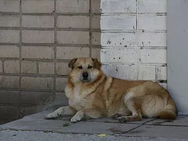 В Копейске возбудили уголовное дело из-за нападения бездомной собаки на ребенка