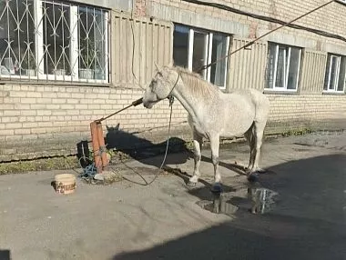 В Копейске полицейские вернули хозяину украденного коня
