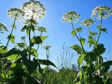 Борьба с борщевиком становится обязательной для всех