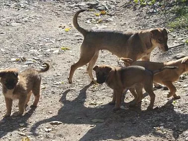 В Копейске обсуждают новые правила содержания домашних животных